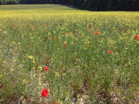 Wandern und Singen im Odenwald 023.jpg